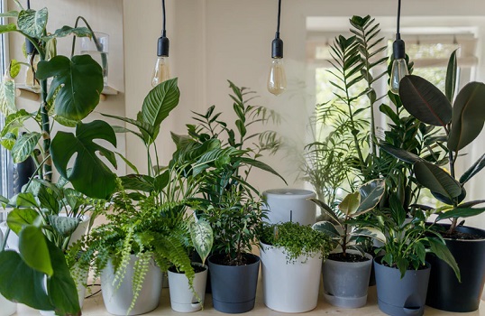 Houseplants and Indoor Gardens