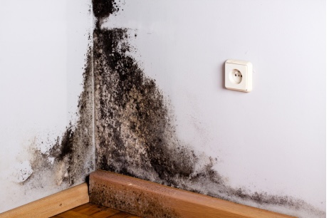 Mold and Mildew