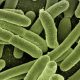 Are There Different Types of Bacteria