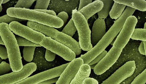 Are There Different Types of Bacteria
