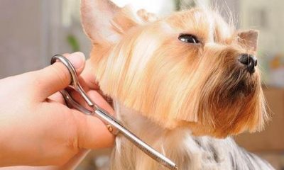 Best Grooming Scissors For Dogs
