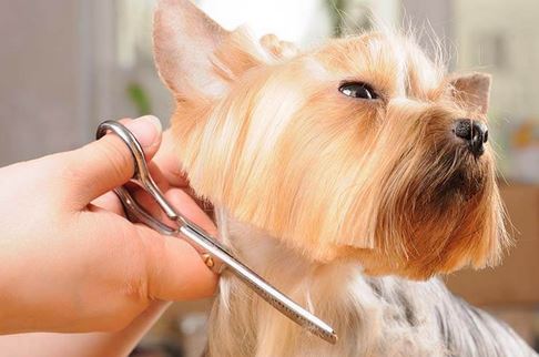 Best Grooming Scissors For Dogs