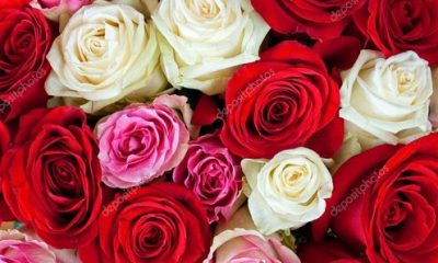 How to Get Your Hands on Unique Colored Rose