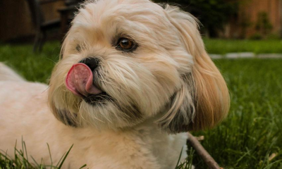 Are The Lhasa Apso Dog Breeds The Right Fit For You