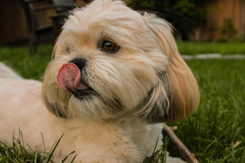 Are The Lhasa Apso Dog Breeds The Right Fit For You