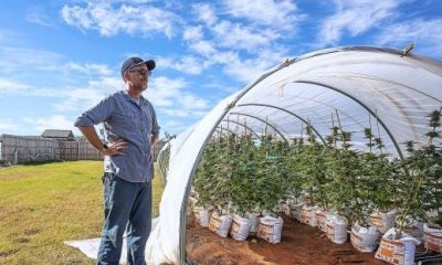 How to Grow Organic Cannabis