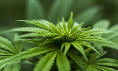 Medical Marijuana for Anxiety