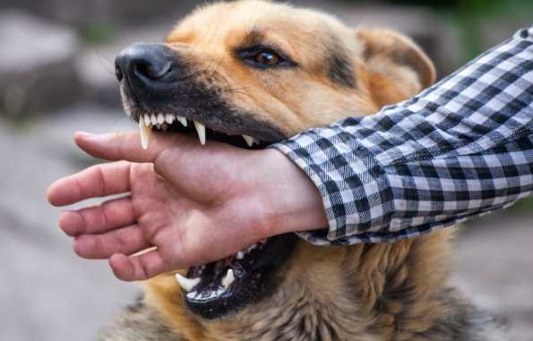 The Top 8 Most Violent Dog Breeds