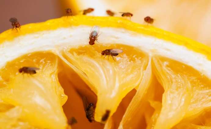 6 Great Ways to Banish Fruit Flies From Your House