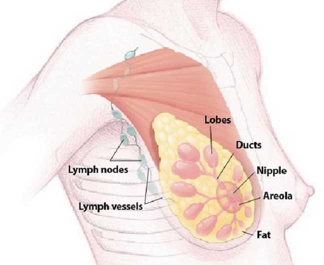 Discussing various types of breast cancer