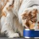 Importance Of Saccharomyces Boulardii & Probiotics For Dogs
