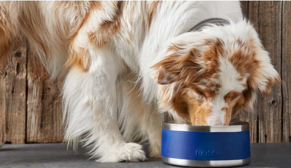 Importance Of Saccharomyces Boulardii & Probiotics For Dogs