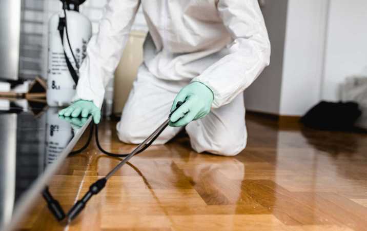 Pest Control in Your Midwest City Home