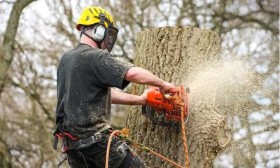 Tips on Hiring North London Tree Removal Service