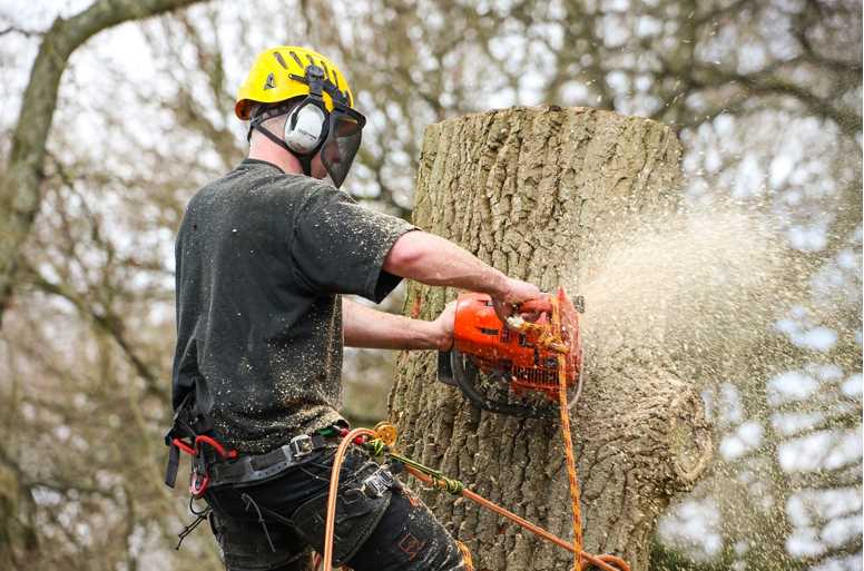 Tips on Hiring North London Tree Removal Service