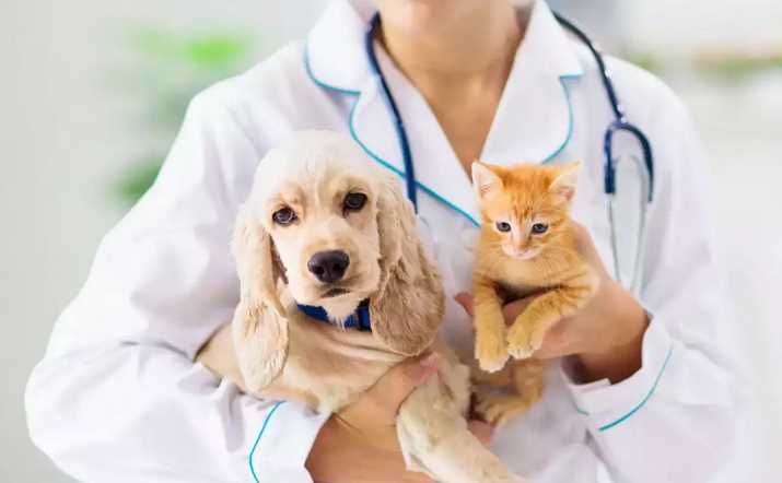5 Reasons Pet Insurance Can Help with Vet Bills