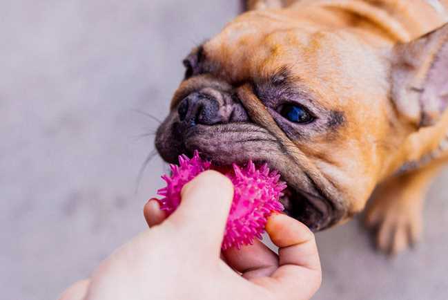 What If I Suspect My Neighbor's Dog Is a Threat