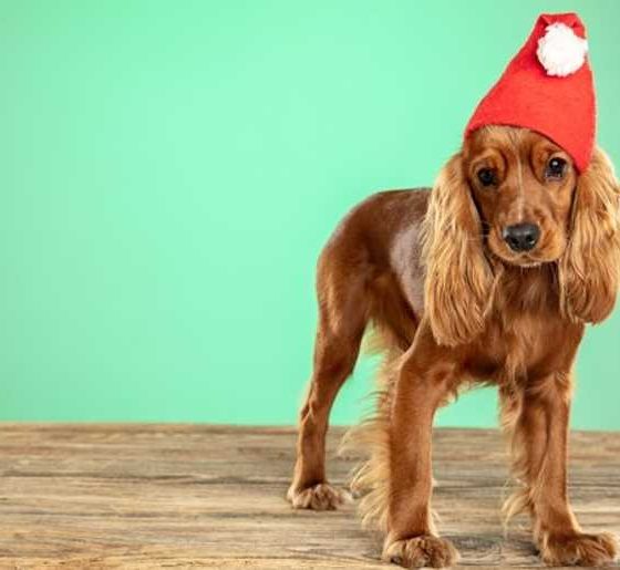 What to Do if Your Dog Finds Your Holiday Chocolate