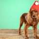 What to Do if Your Dog Finds Your Holiday Chocolate