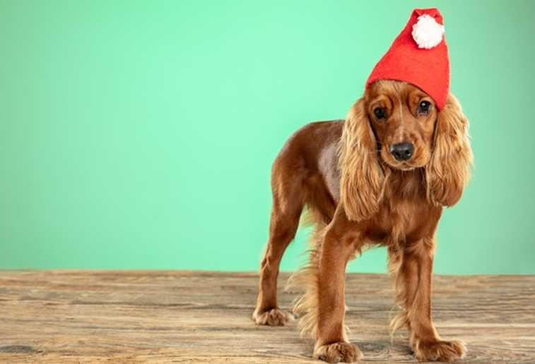 What to Do if Your Dog Finds Your Holiday Chocolate