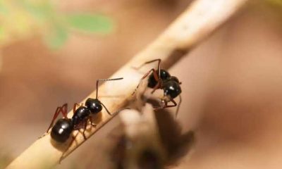 Why Seeing Ants in Your Home Could Mean Serious Problems