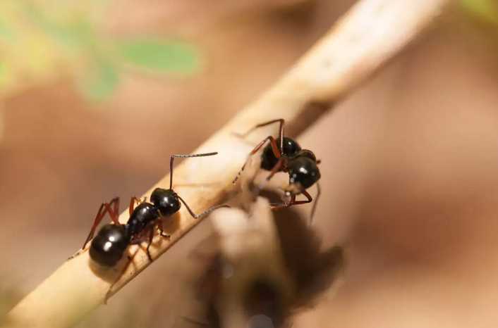 Why Seeing Ants in Your Home Could Mean Serious Problems