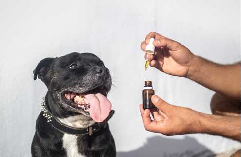 CBD Dog Treats