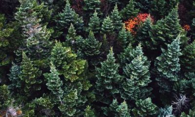 A Closer Look At Evergreen Trees