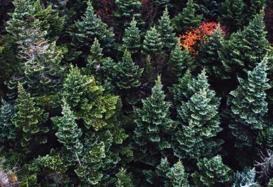 A Closer Look At Evergreen Trees