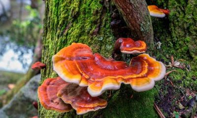 A Complete Guide About Reishi Mushrooms