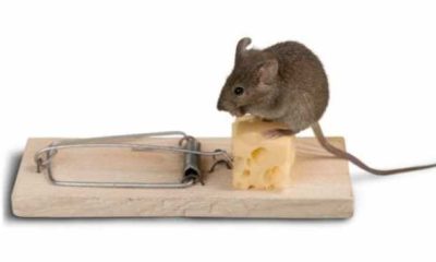 3 Best Mouse Traps For Your Home