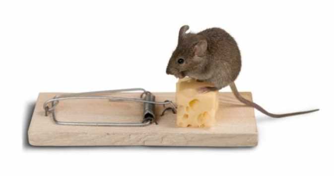 3 Best Mouse Traps For Your Home