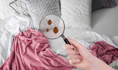 How To Keep Your Bed Bug-Free And Sleep Better