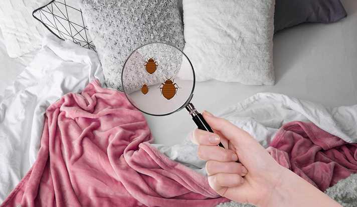 How To Keep Your Bed Bug-Free And Sleep Better