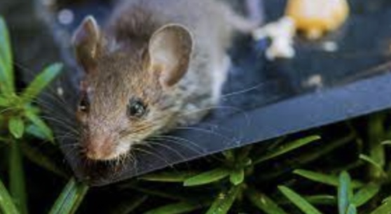 6 Tips for Dealing with a Rat Infestation