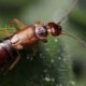 Five Earwig Prevention Tips That Work