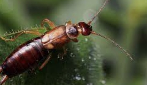 Five Earwig Prevention Tips That Work