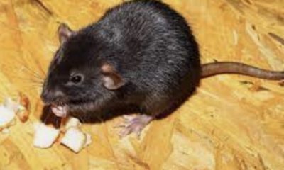 How To Prevent Rat Infestation