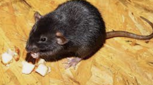 How To Prevent Rat Infestation
