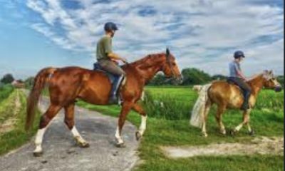 Tips for First-Time Horseback Riders