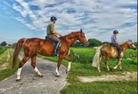 Tips for First-Time Horseback Riders