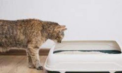 Clean Cat Litter Dust - 2023 Guide