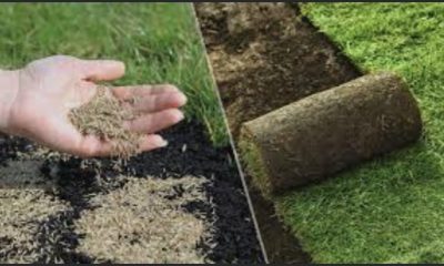 Sod vs Seed Which is Best to Get a Lush Lawn?
