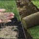 Sod vs Seed Which is Best to Get a Lush Lawn?