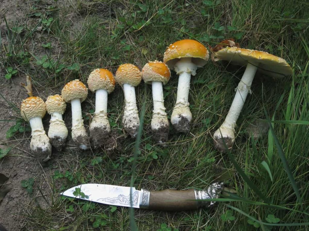 The Effects of Microdosing Dried Amanita Mushroom