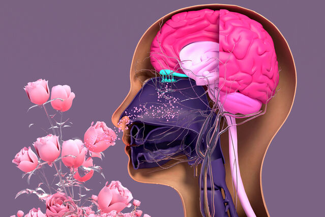 The effects of scents on our brain