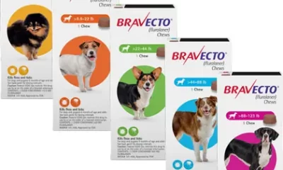 Why Bravecto is the Ultimate Flea and Tick Solution for Dogs