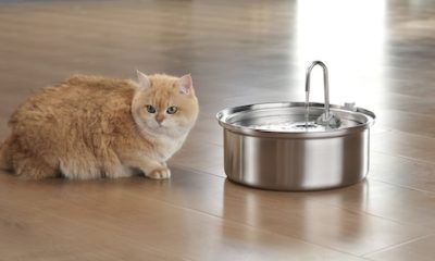 The Role of Drinking Fountains in Keeping Pets Hydrated
