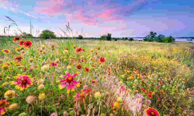 Using Wildflower Seeds for Erosion Control and Soil Health