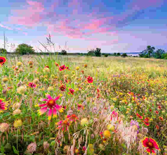 Using Wildflower Seeds for Erosion Control and Soil Health